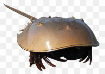 Horseshoe - crabtouchedup The Wetlands Institute Horseshoe Crab No Background png