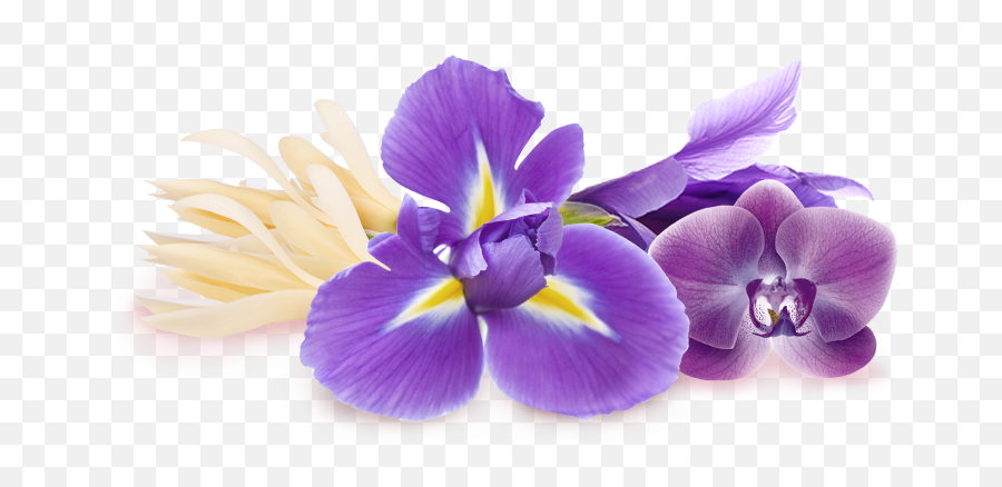 Download Purple Iris Flower - Cattleya Orchids Png,Iris Flower Png
