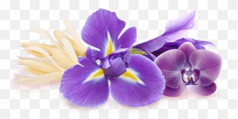 Download Purple Iris Flower - Cattleya Orchids Png,Iris Flower Png