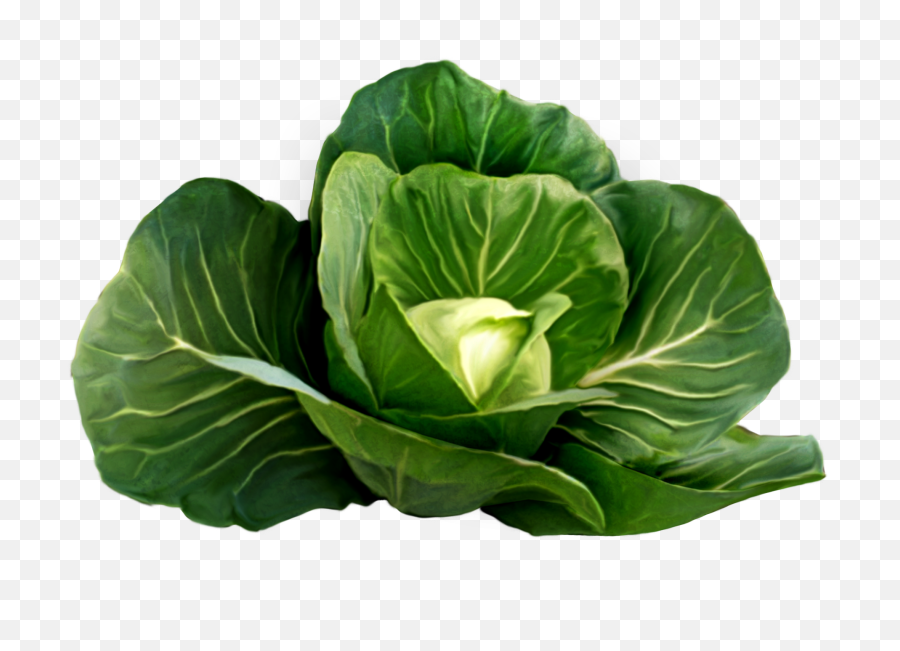 Cabbage Picture Clipart Png Vegetables Transparent Background