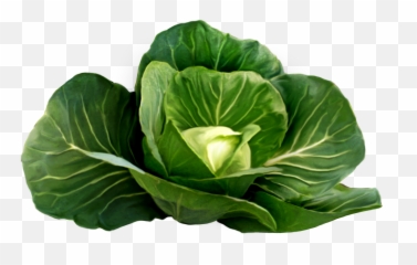 Cabbage Picture Clipart Png