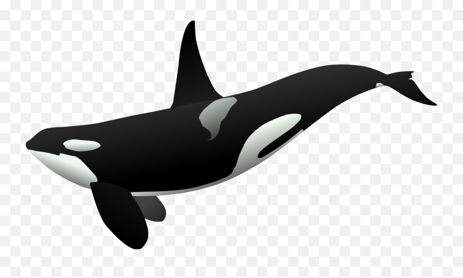 Killer Whale Background Png Mart - Orca Clipart,Fin Png