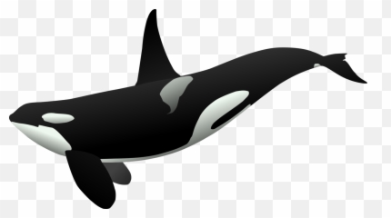 Killer Whale Background Png Mart - Orca Clipart,Fin Png