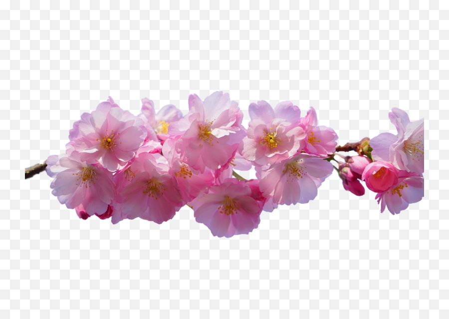 Cherry Blossom Pink Isolated - Free Photo On Pixabay Background Transparent Cherry Blossom Png,Cherry Blossom Branch Png
