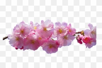 Cherry Blossom Pink Isolated - Free photo on Pixabay Background Transparent Png