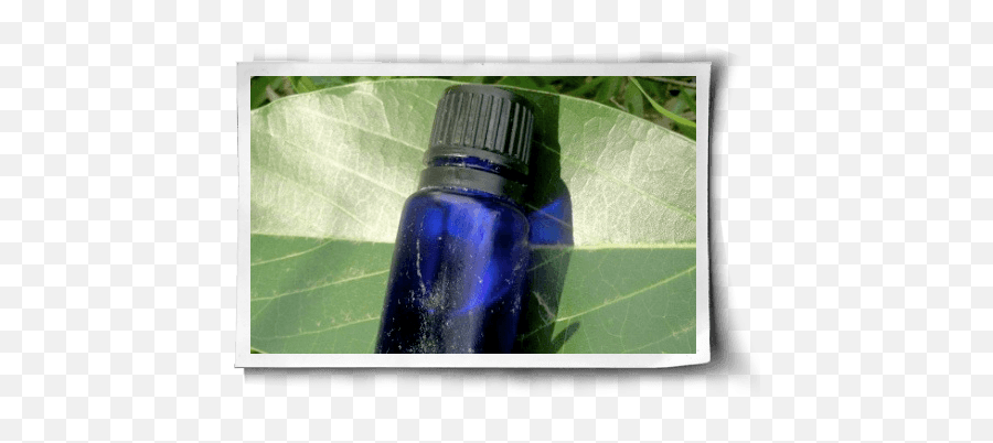 Three Essential Oils For Your Health - Solution Png,Essential Oils Png