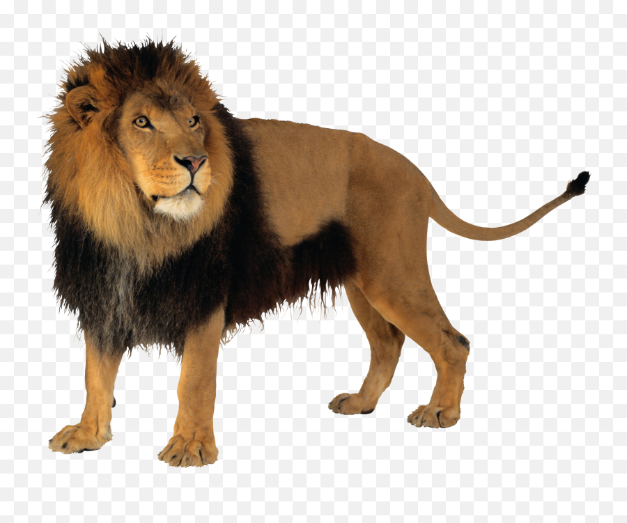Transparent Bg Lion Png - Lion With No Background,Lion Transparent