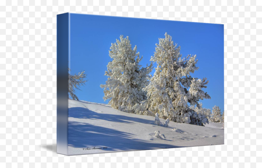 Snowy Trees - Snow Png,Snowy Trees Png