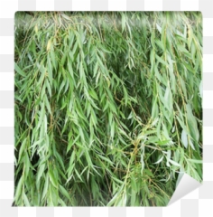 Wall Mural Weeping Willow - PIXERSUK Fines Herbes png