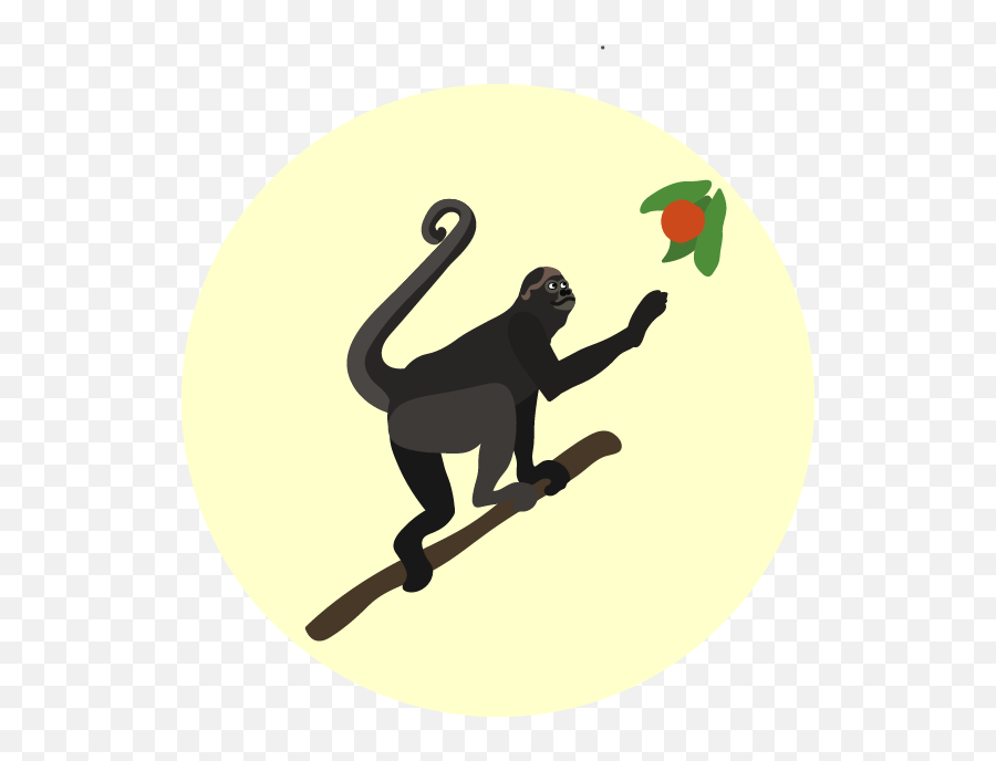 Primates Pop Quiz - Old World Monkeys Png,Pop Icon Quiz