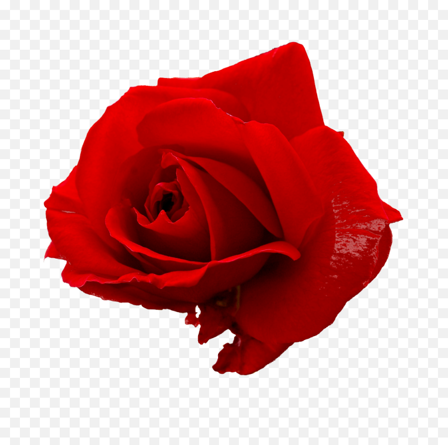 5 Flower Red Rose Png Image Transparent - Transparent Red Rose,Red Rose Png