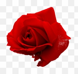 5 Flower Red Rose Png Image Transparent - Transparent Red Rose,Red Rose Png