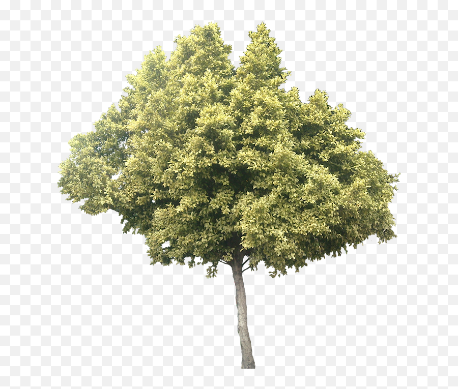 Download Variegated Ficus Microcarpa - Transparent Background Olive Tree Png,Olive Tree Png