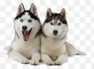 Husky Png Clipart - Cute Husky Transparent,Husky Png