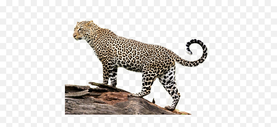 Jaguar Transparent Png Image - Jaguar Png,Jaguar Png