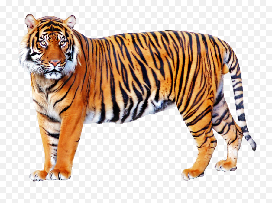 Tiger Png Images - Tiger Png,Tigers Png