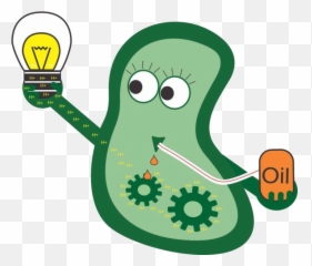 Download Bacteria Clipart Transparent - Cartoon Background png