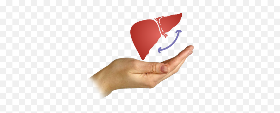 Best Liver Transplantation Hospitals In - Illustration Png,Liver Png