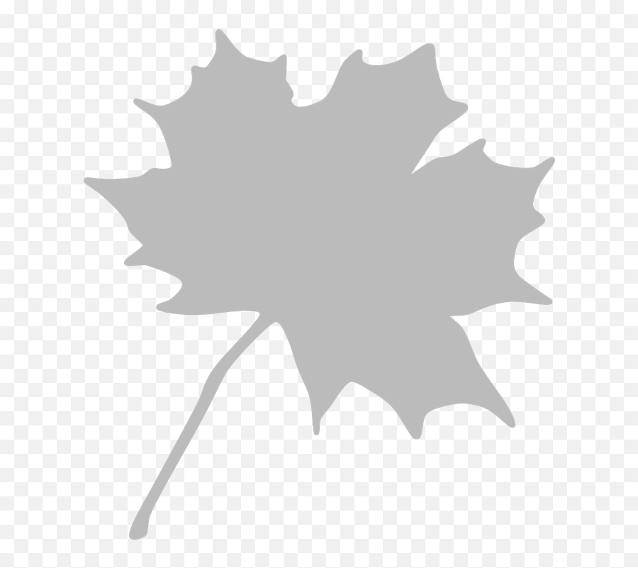 Maple Leaf - Free Vector Graphic On Pixabay Maple Leaf Clipart Png,Maple Leaf Png