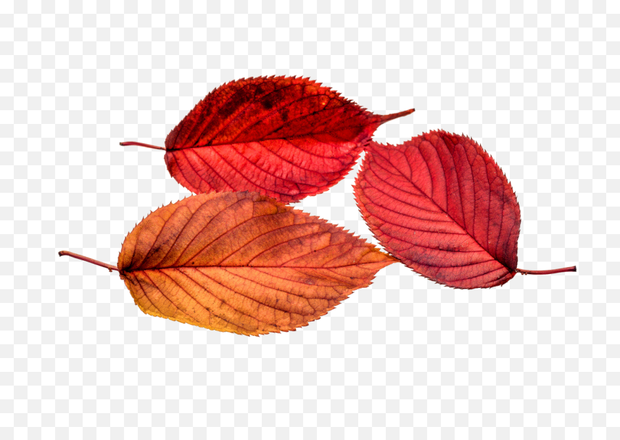Autumn - Red Leaf Png Transparent,Autumn Leaves Png