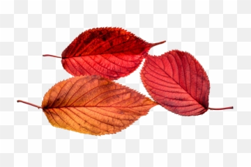 Autumn - Red Leaf Png Transparent