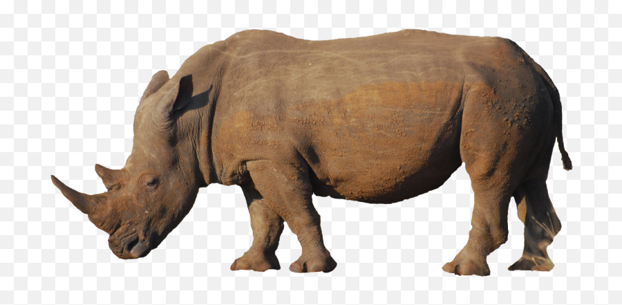 Background Free Download Me - 1600x1200 Rhino Png,Rhino Transparent Background