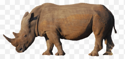 Background Free Download Me - 1600x1200 Rhino png