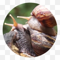 Japanese Trapdoor Snails From 80 Cents Each U2013 Chalily - Lymnaeidae Png,Snail Transparent