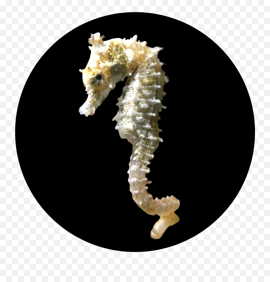 Download Hd Leafy Drawing Seahorse - Seahorse Transparent Seahorses Png,Sea Horse Png
