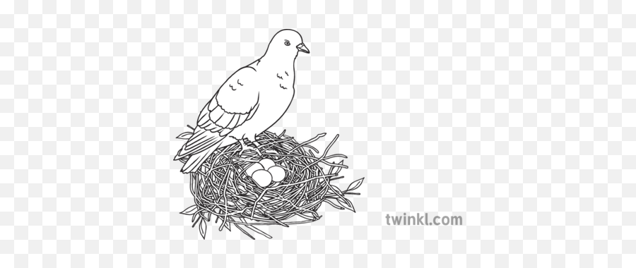 Bird Standing Over Nest Of Four Eggs Sensory Sen Ks1 - Bird Png,Bird Nest Png