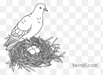 Bird Standing Over Nest Of Four Eggs Sensory Sen Ks1 - Bird Png,Bird Nest Png