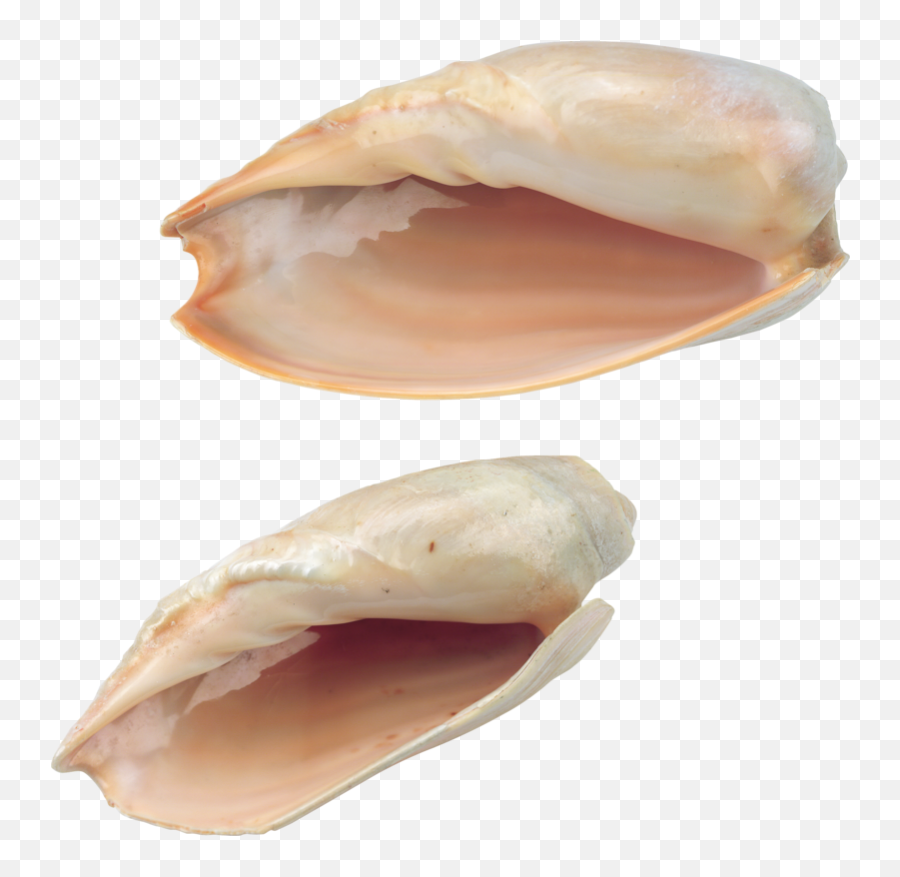 Download Hd Seashell Png Image With - Portable Network Graphics,Seashell Png