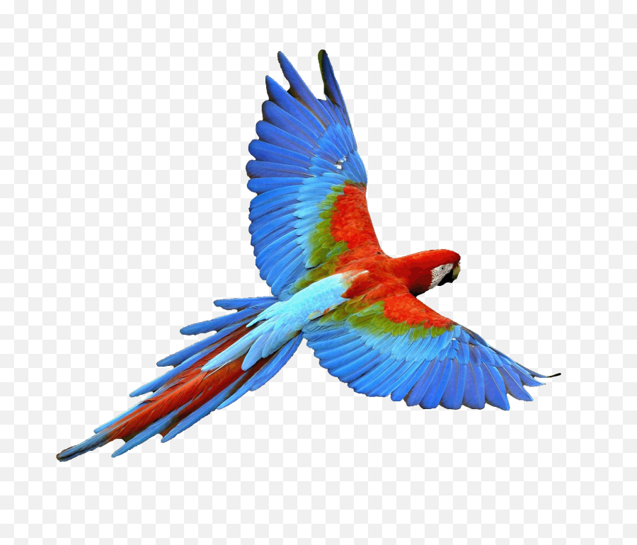 Png Flying Parrot Transparent Image - Parrot Png,Parrot Transparent