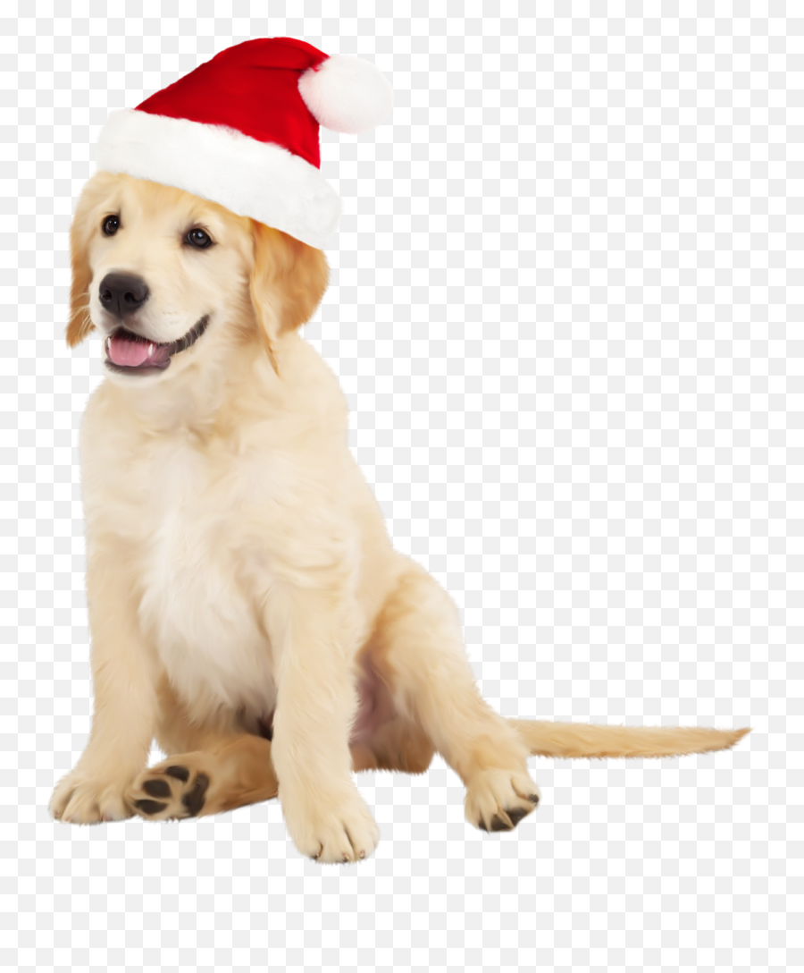 Library Of Santa Dog Png Transparent - Cute Dog Png,Cute Dog Png