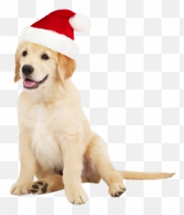 Library Of Santa Dog Png Transparent - Cute Dog Png,Cute Dog Png