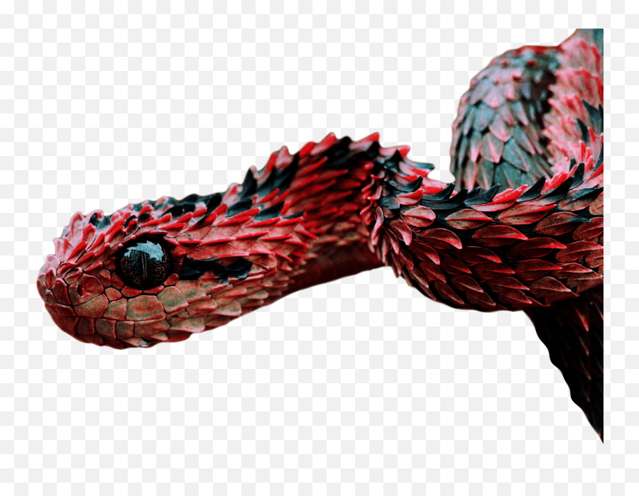 Atheris Hispida - Most Poisonous Snakes Png,Snake Transparent