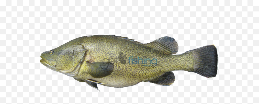 Hd Murray Cod Transparent Png Image - Murray Cod Png,Cod Png