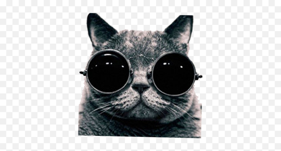 Cool Cat With Sunglasses Png - Cool Picture High Resolution,Cool Cat Png