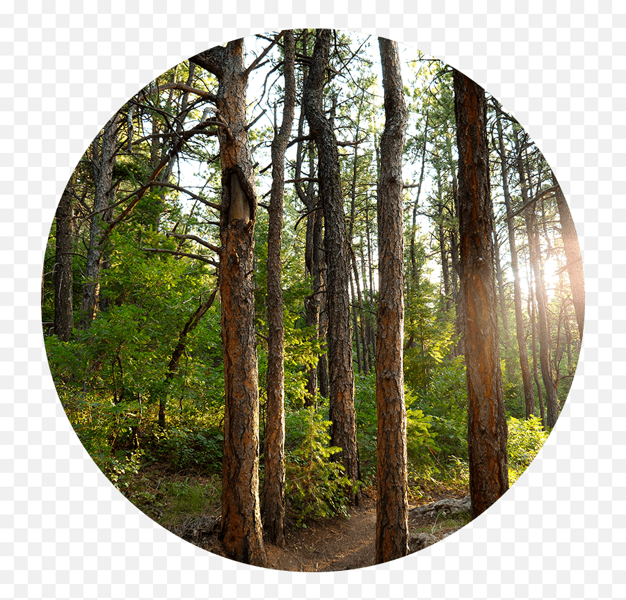 Download Forest - Forest In A Circle Png,Forest Background Png