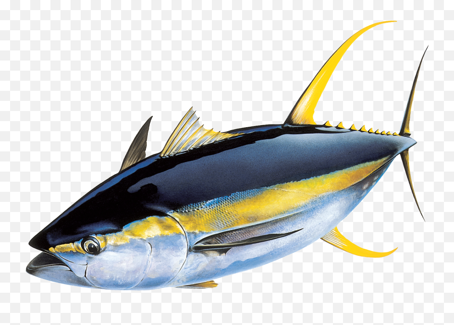 Png Tuna Transparent Tunapng Images Pluspng - Yellowfin Tuna,Fin Png