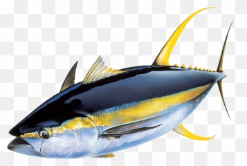 Png Tuna Transparent Tunapng Images Pluspng - Yellowfin Tuna,Fin Png