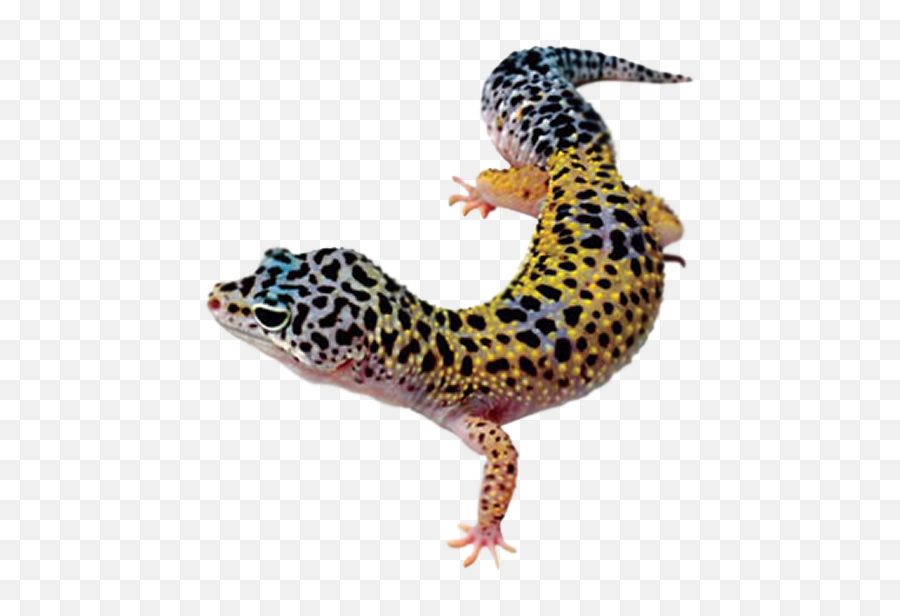 Download Leopard Lizard Clipart Pencil - Gecko Png Transparent,Lizard Transparent