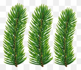 Pine Branches Transparent Image - Evergreen png