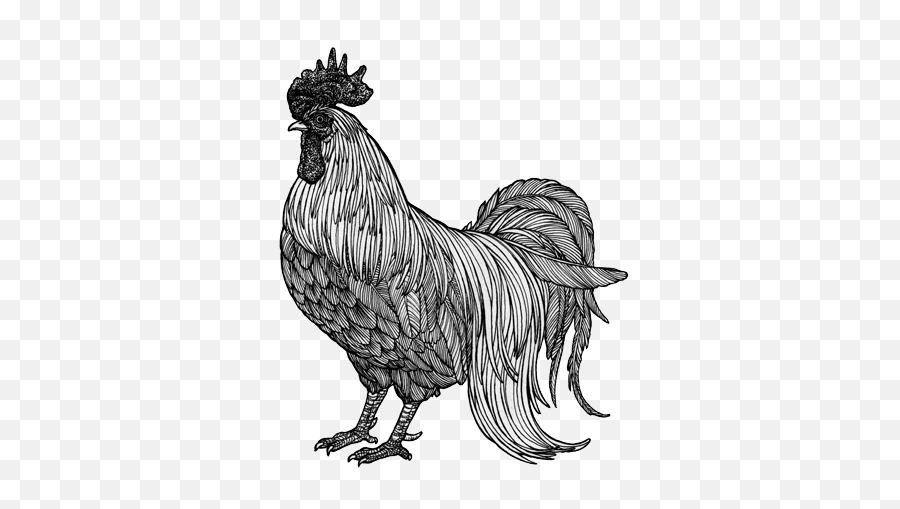 201606 04 Chicken - Chicken Drawing Png,Chicken Png