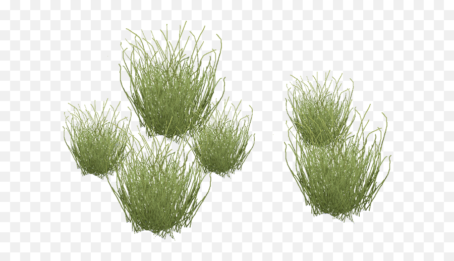 Desert Grass Png 2 Image - Desert Grass Png,Grasses Png