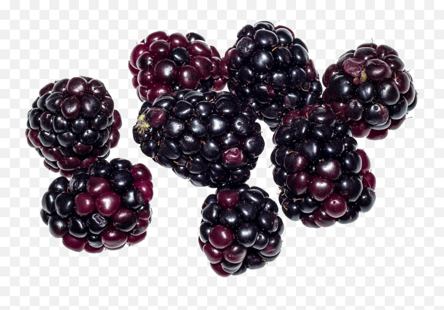 Blackberry Fruit Png Image Svg Clip Arts Download - Download Blackberries Png,Blackberry Icon Vector