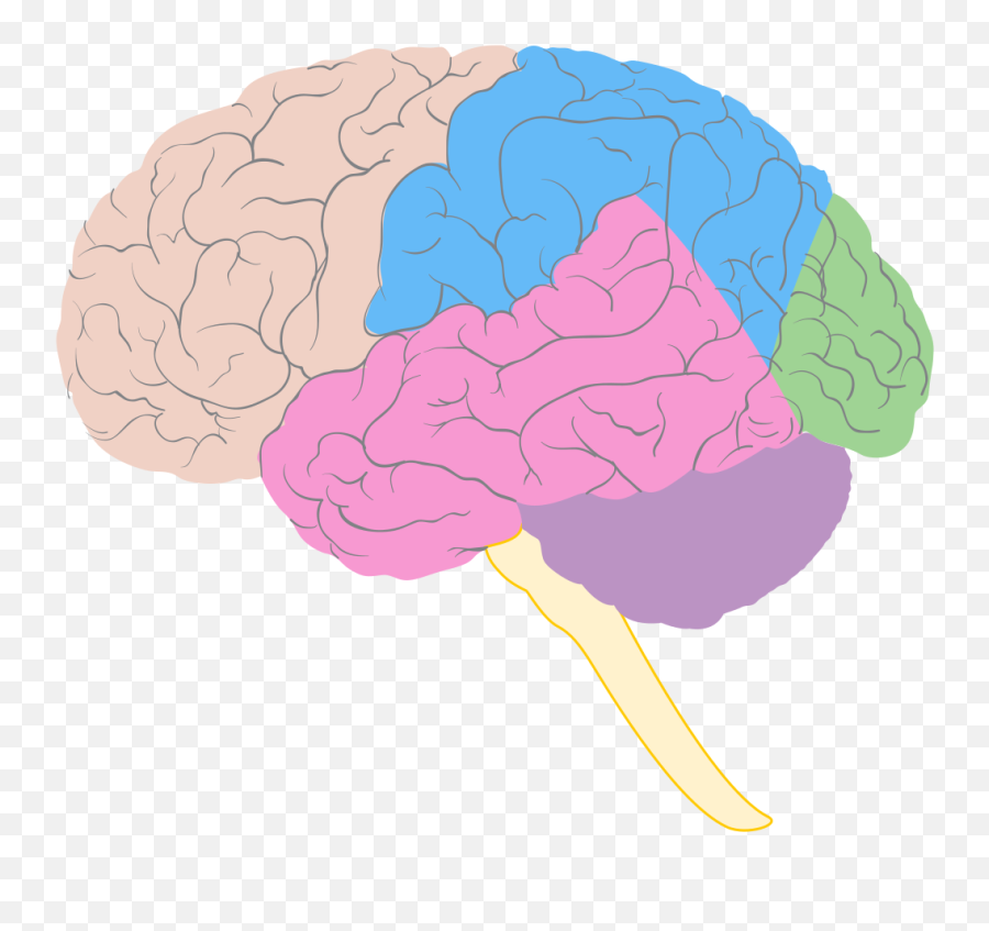 Filediagram Showing Some Of The Main Areas Brain - Anatomy Of The Brain Psychology Png,Brain Transparent Background