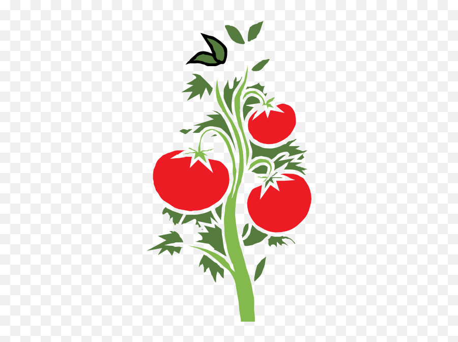 Png Parts Of A Tomato Plant Clipart - Tomato Vine Vector Free,Tomato Clipart Png