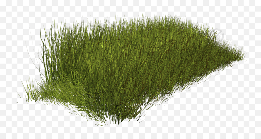 Grass Weeds Clipart Weed Plant - Grass Weeds Png,Weeds Png