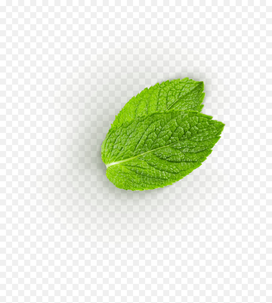 Tru Icons Management U2013 Complete Branding - Common Sage Png,Mint Leaf Png